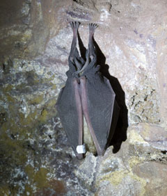 Greater Horseshoe bat